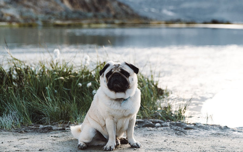 Pug sitting among tall reeds at the edge of a still mountain lake