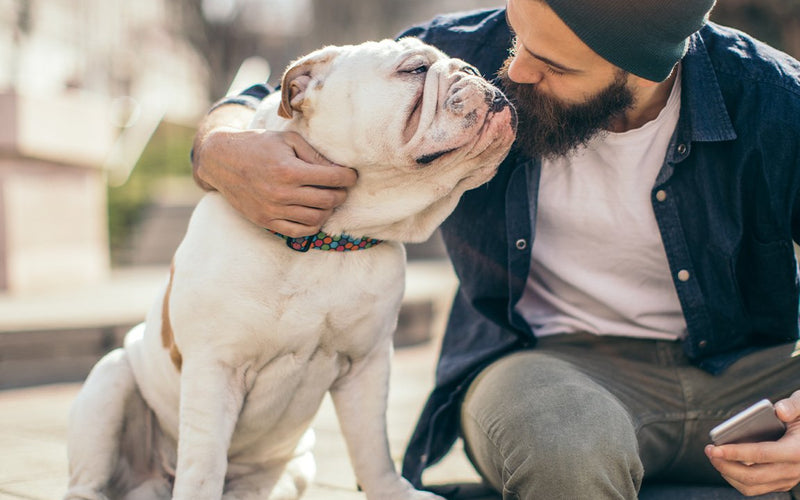 Bearded man in denim hugging his cream french bulldog outdoors