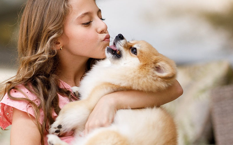 Woman in a red top holding and kissing her cream pomeranian puppy