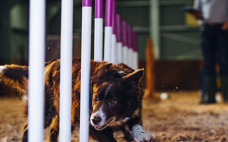 Dog weaving at speed through agility poles at a training ground