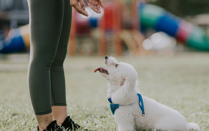 Handler in green leggings training a small white dog on grass