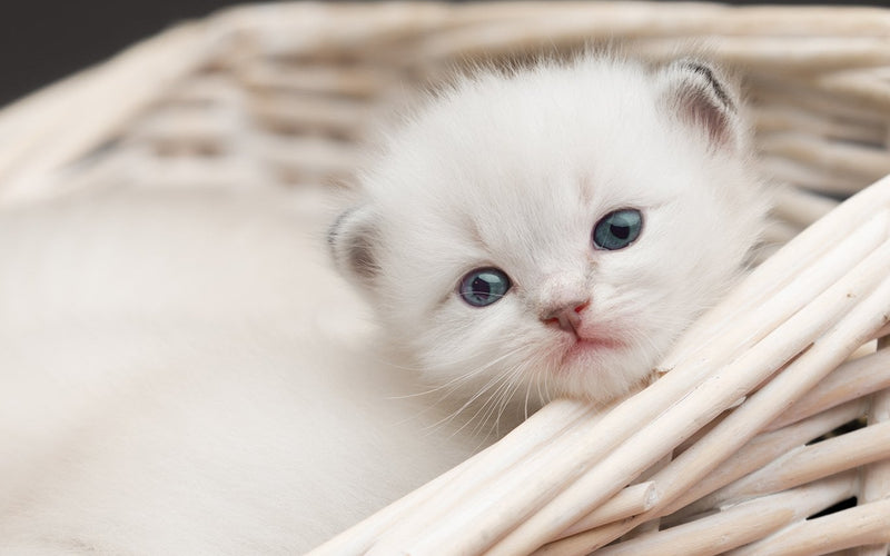 Cream ragdoll kitten curled inside a wicker basket, close-up