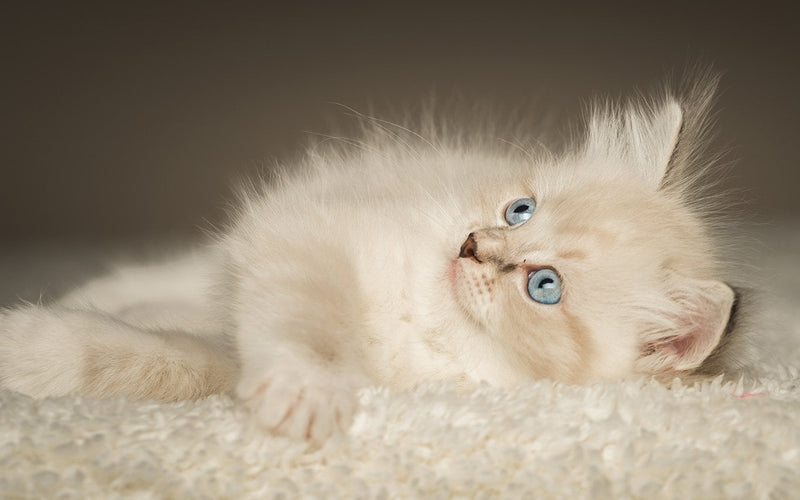 Cream ragdoll kitten with blue eyes lying on a soft fluffy rug