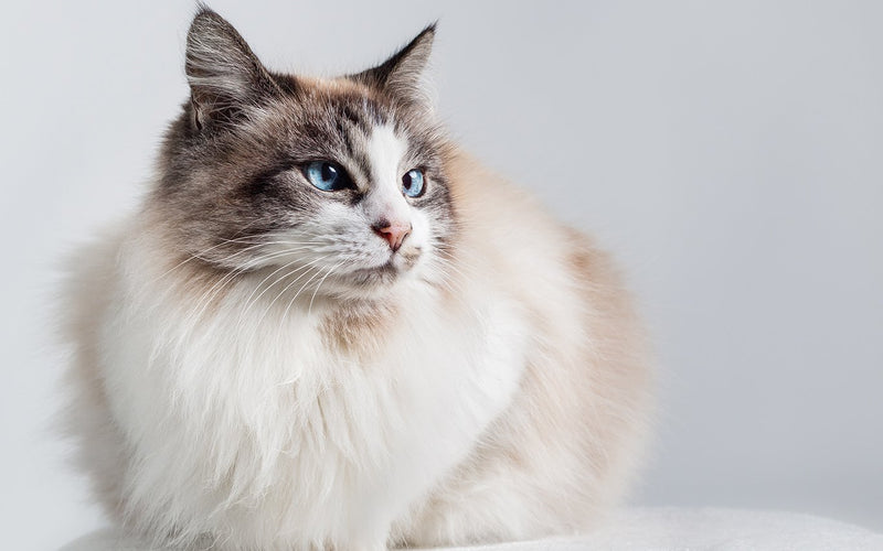 Ragdoll cat portrait with blue eyes and a cream and grey coat
