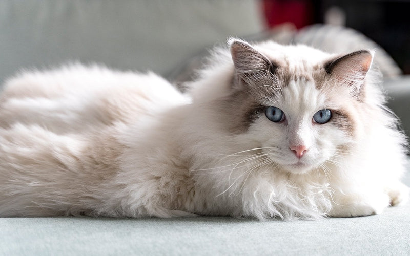 Ragdoll cat lying stretched out at ease on a cool indoor floor