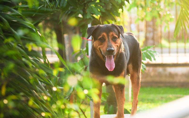 Rottweiler standing beside a garden hedge with its tongue out