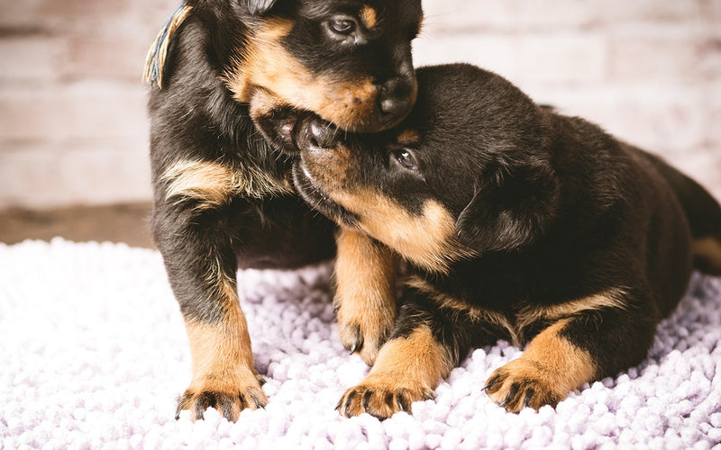 Rottweiler puppy sitting up on a white fluffy rug indoors at home