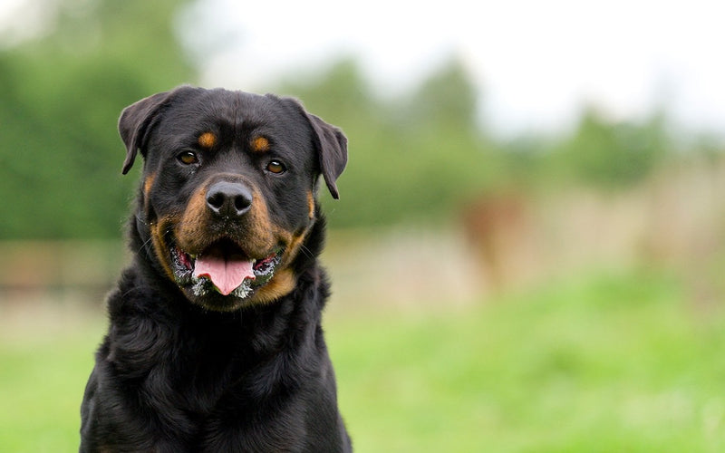 Rottweiler head-and-shoulders portrait on a bright green lawn