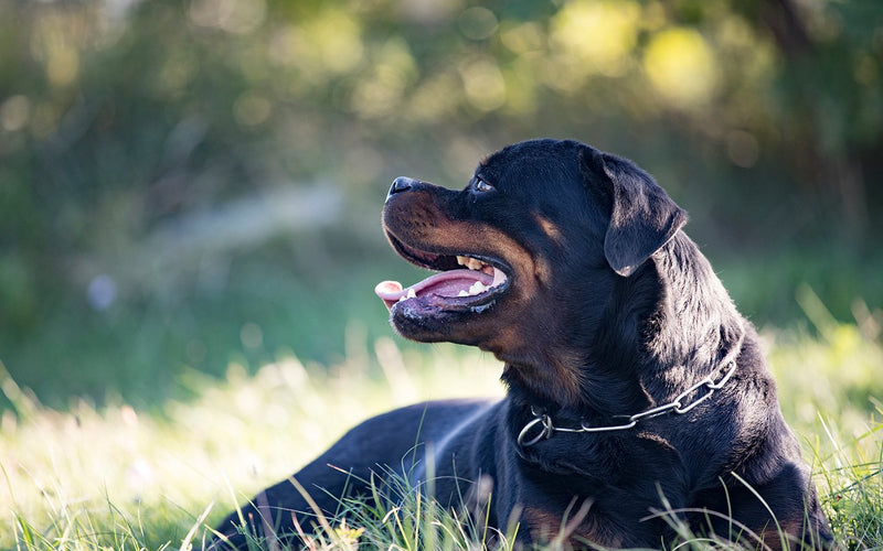 Rottweiler lying on the grass with its mouth open, panting happily