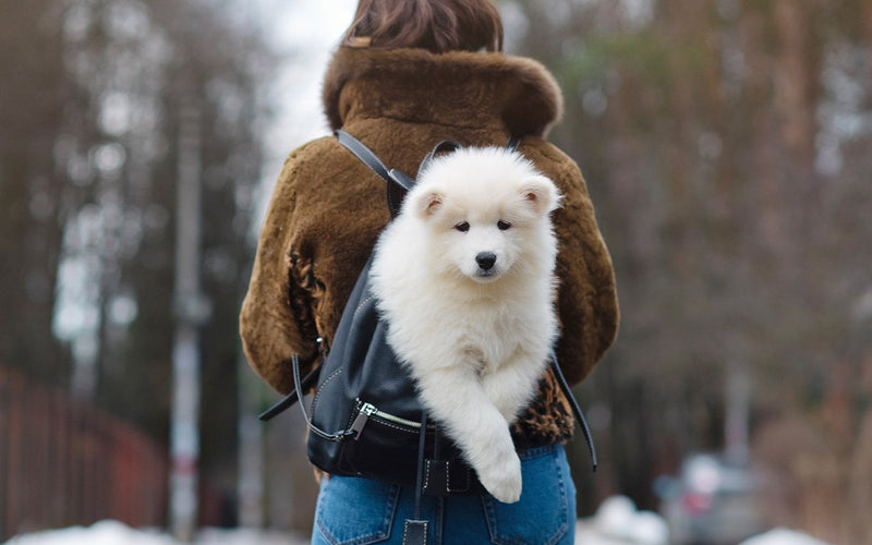 Owner carrying a white samoyed puppy on her shoulder in the snow