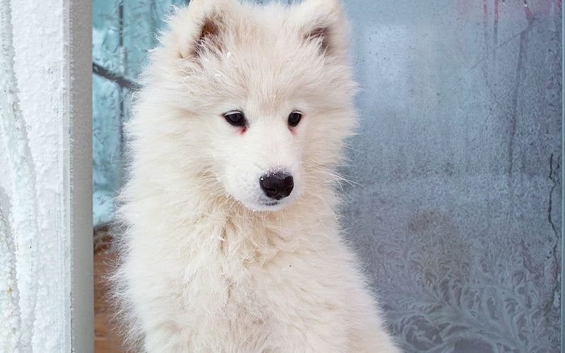 White samoyed puppy sitting upright against a pale weathered wall