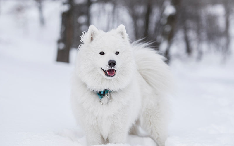 Samoyed running through fresh snow in a bare winter woodland