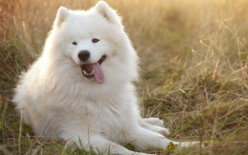 Samoyed lying in dry golden grass with its mouth open, panting