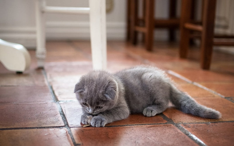 Scottish fold kitten walking across a terracotta tiled floor