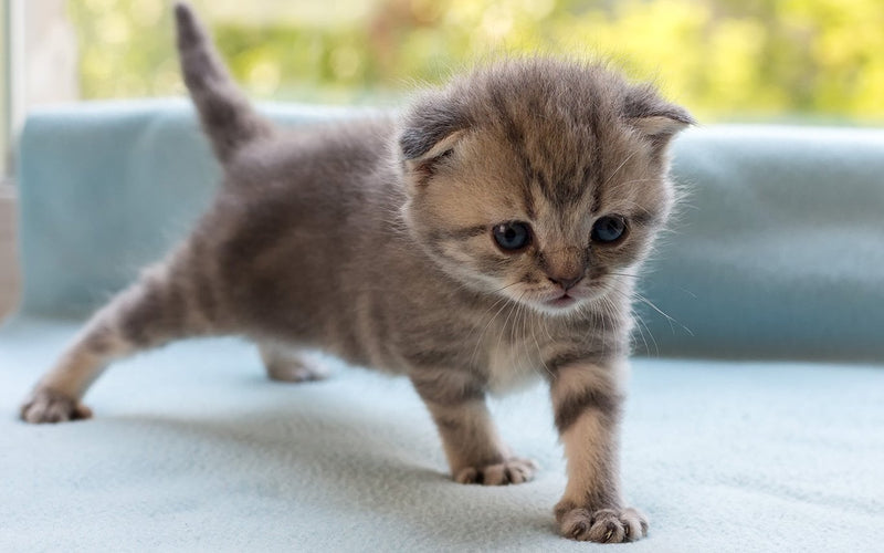 Scottish fold kitten stepping carefully across a pale blue surface