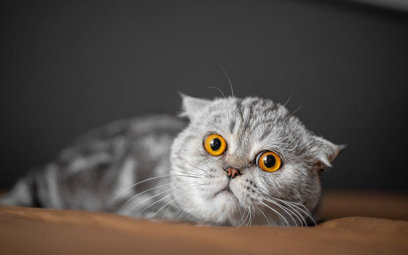 Grey scottish fold lying against a dark backdrop with copper eyes