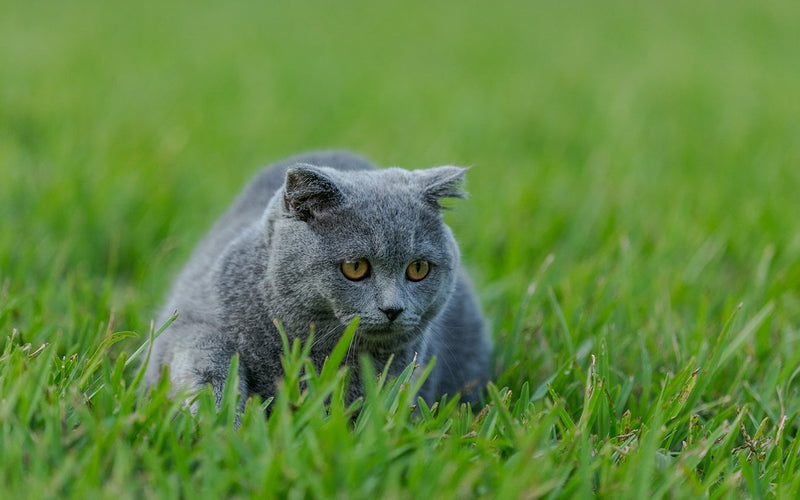 Blue scottish fold cat sitting upright in tall green summer grass