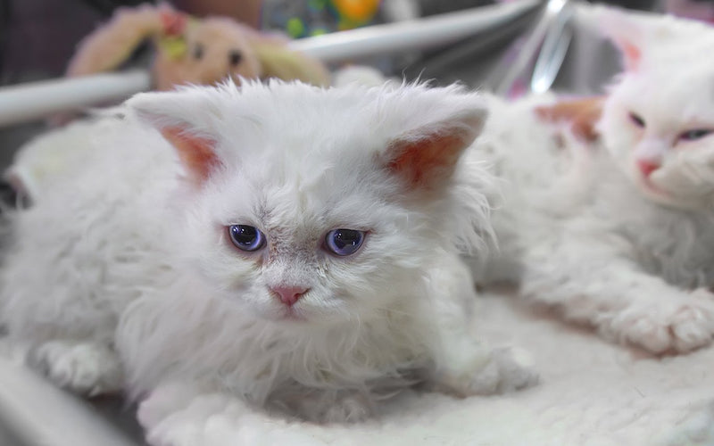 Two white curly-coated selkirk rex kittens lying on a blanket