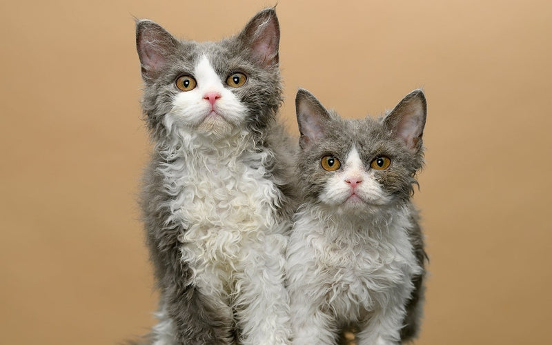 Two curly-coated selkirk rex kittens against a warm tan backdrop