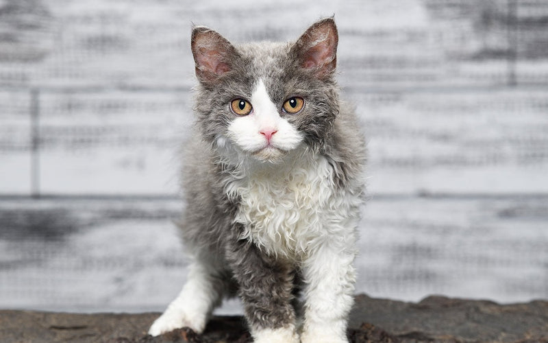 Curly-coated selkirk rex cat sitting on a large weathered rock