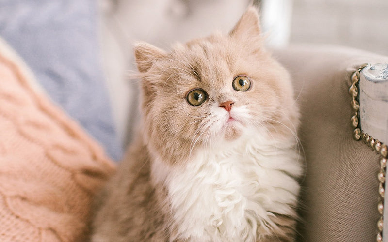 Cream curly-coated selkirk rex cat resting on a sofa cushion