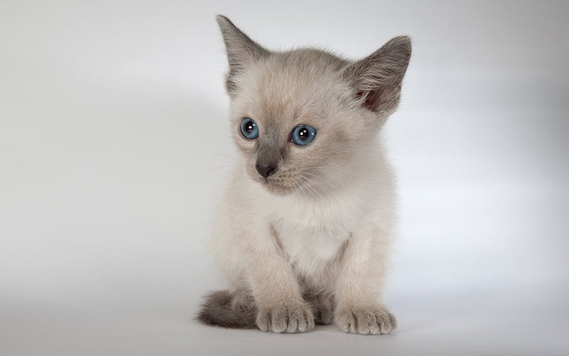 Pale siamese kitten with blue eyes sitting in a studio setting