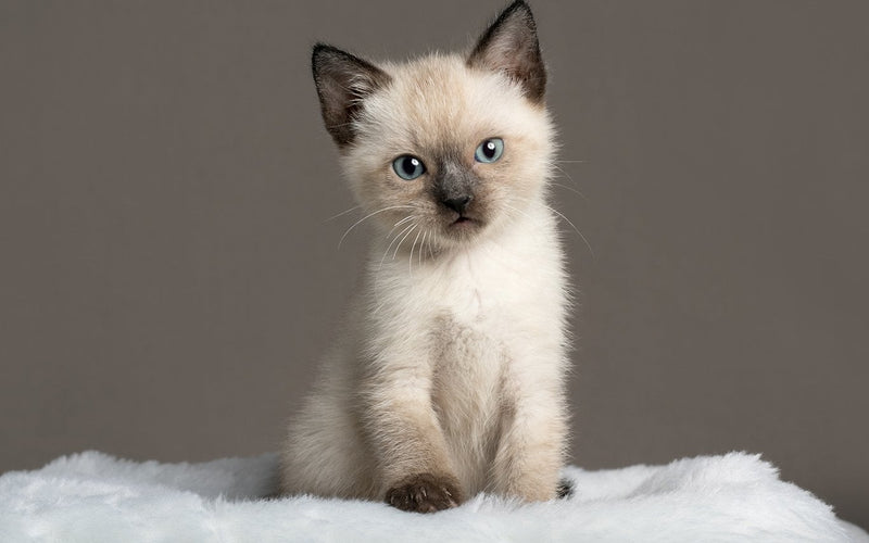 Seal point siamese kitten sitting alert on a white fluffy surface