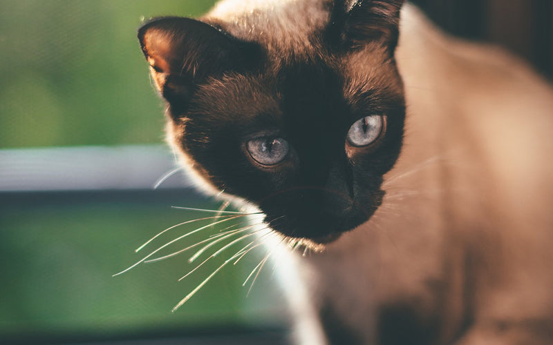 Seal point siamese cat close-up with striking deep blue eyes