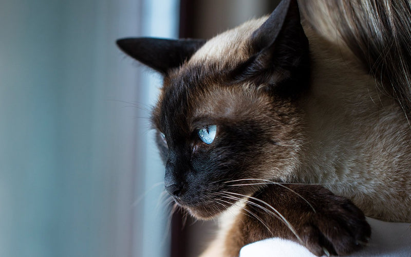 Siamese cat sitting indoors beside a bright sunlit window frame