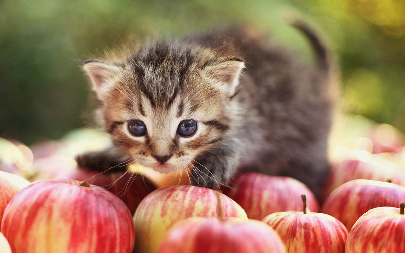 Tabby siberian kitten sitting among a scattered pile of red apples