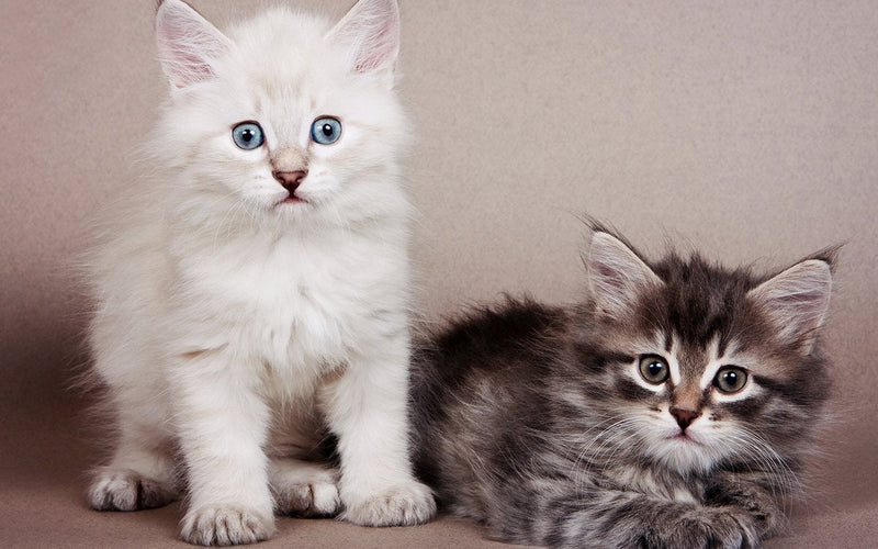 White and tabby siberian kittens sitting closely side by side