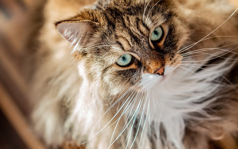 Long-haired brown tabby siberian cat portrait with green eyes