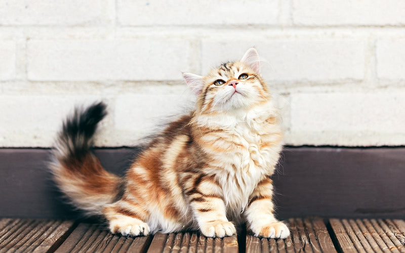 Ginger and white siberian cat standing on decking by a brick wall