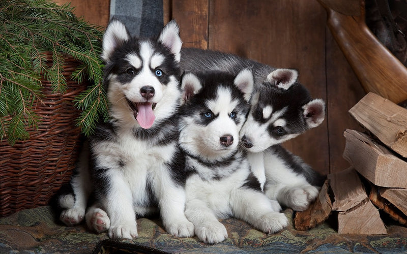 Three siberian husky puppies sitting together beside stacked logs