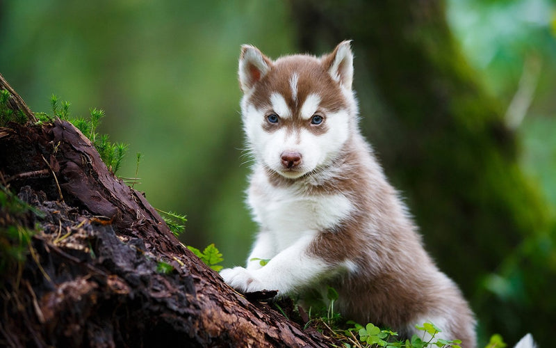 Siberian husky puppy standing on a mossy fallen log in the woods