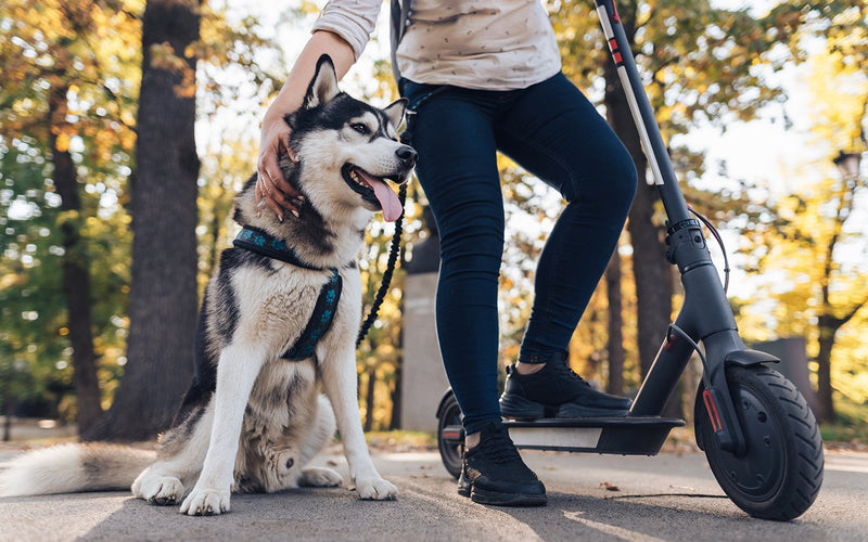 Owner with an e-scooter and two siberian huskies on an autumn path