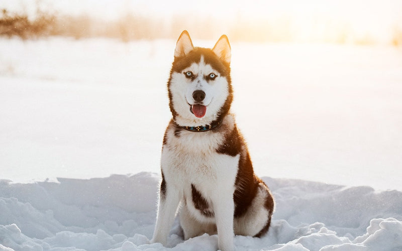 Red and white siberian husky sitting upright in deep fresh snow