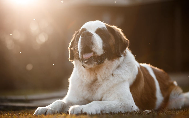 St bernard lying on a wooden floor in warm low afternoon light