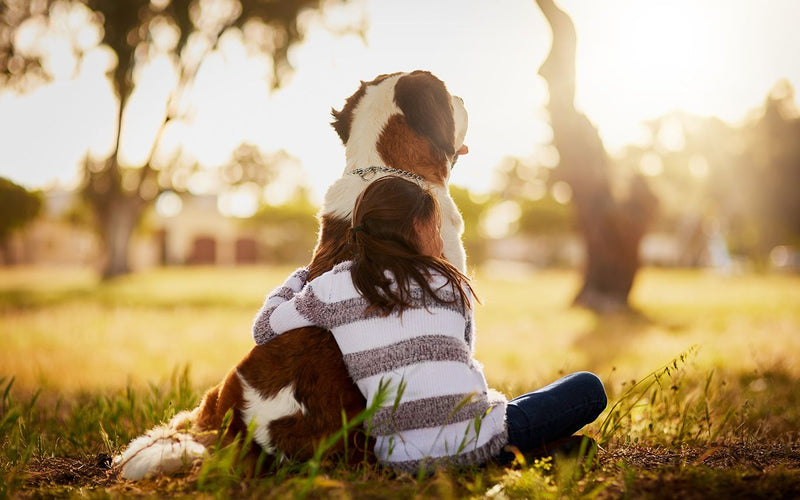 Child in a striped top sitting on grass with a st bernard puppy at sunset