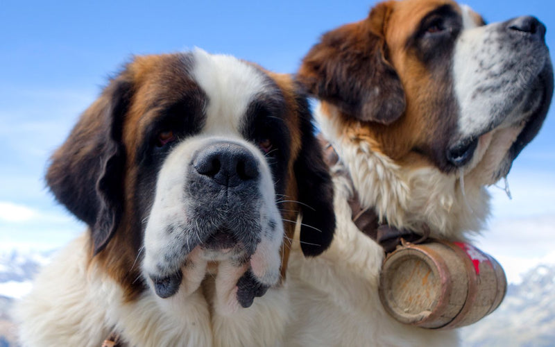 Two st bernards in the mountains, one wearing a traditional barrel collar