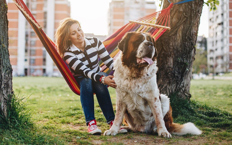 Girl on a garden swing beside her st bernard under tall shady trees