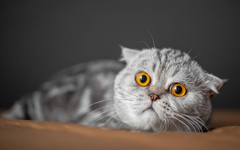 Grey folded-ear cat lying against a dark backdrop with copper eyes