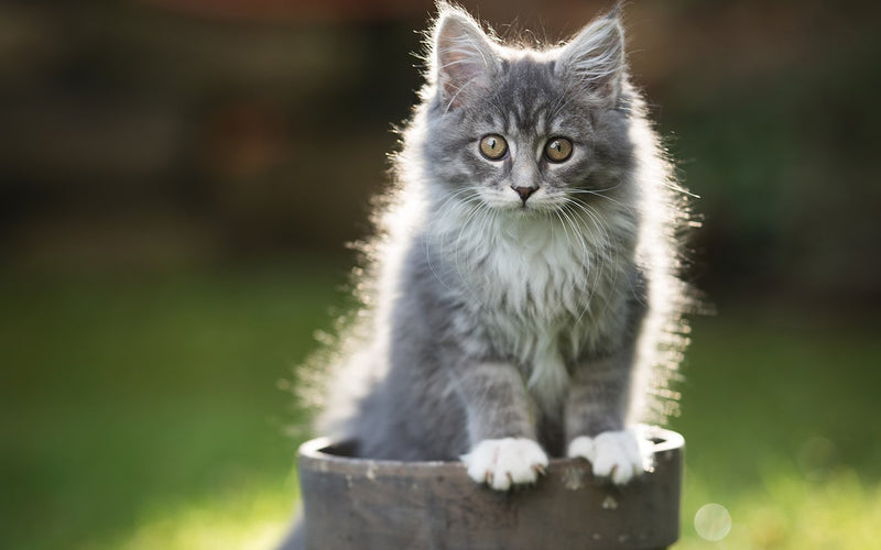 Fluffy grey kitten sitting inside a small stone pot in the garden