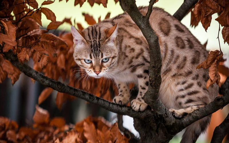 Bengal cat lying stretched along a branch among autumn leaves
