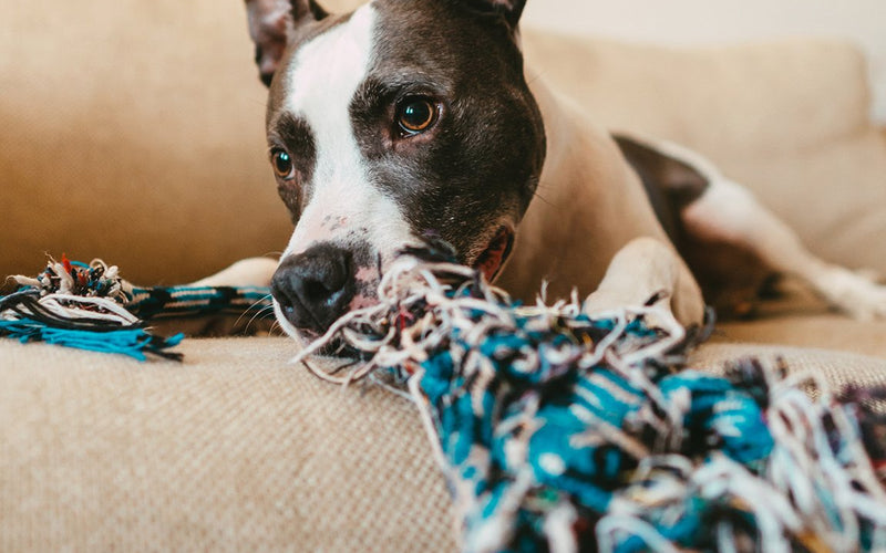Brindle dog lying on a sofa with a knotted rope toy beside it