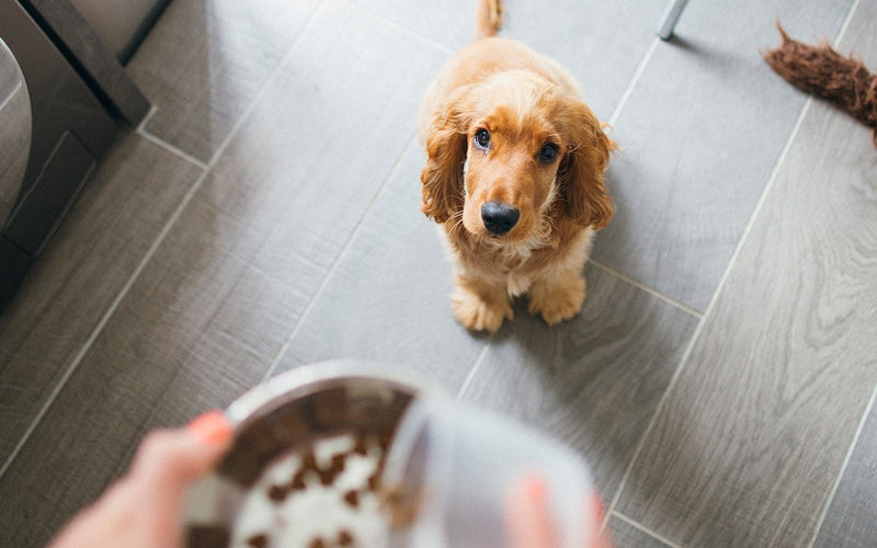 Hands scooping kibble into a bowl for a cocker spaniel puppy