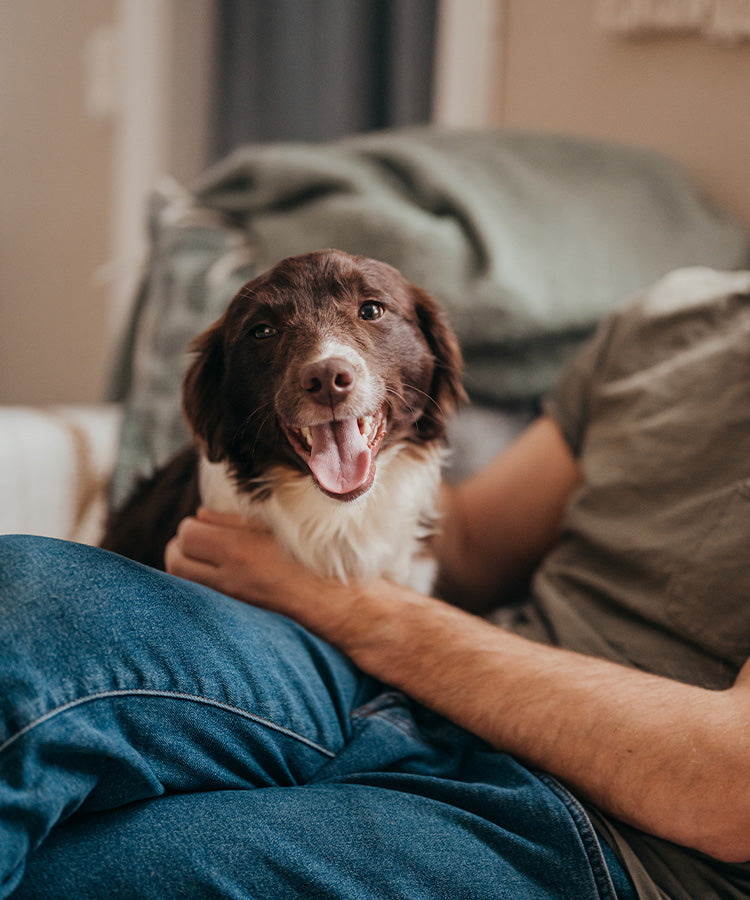 Tutor a partilhar informações sobre o seu animal para receber recomendações Husse personalizadas.
