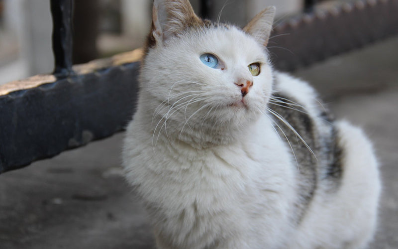 White and grey turkish van cat sitting outdoors on a garden wall