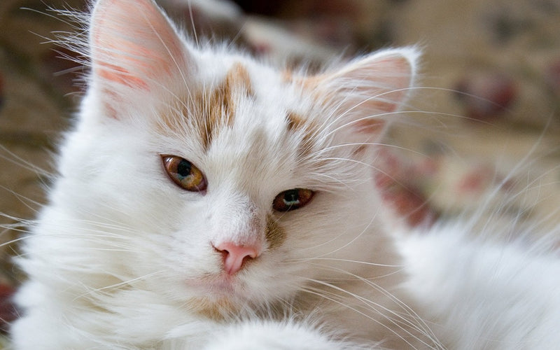 White and ginger turkish van cat in a close-up head portrait