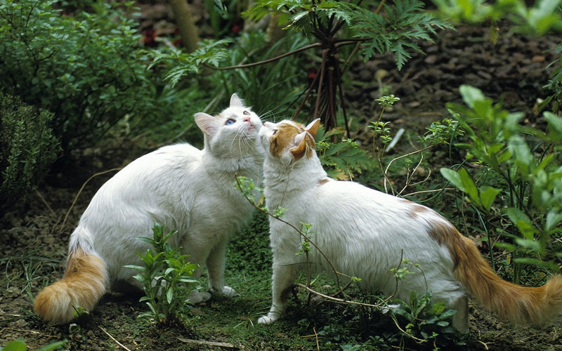 Two white turkish van cats moving through green garden foliage